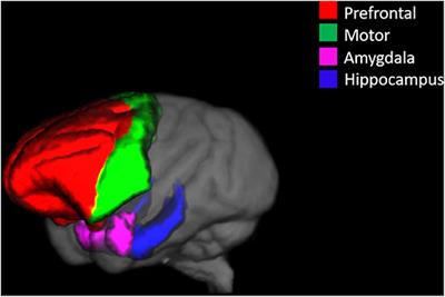 Longitudinal Effects of Immediate and Delayed Estradiol on Cognitive Performance in a Spatial Maze and Hippocampal Volume in Menopausal Macaques Under an Obesogenic Diet